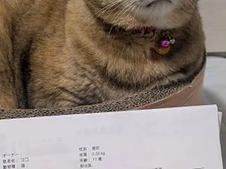 血糖値が戻りました