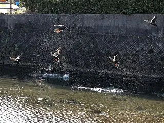 貫川のカモ