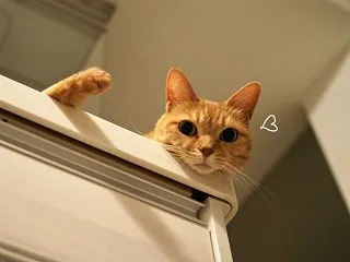 キッチンカウンターの猫