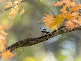 シマエナガとヤマモミジ