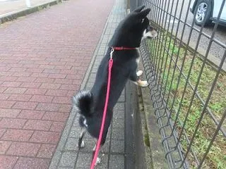 分かっちゃいるけど・・・