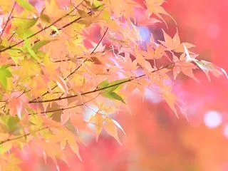 2026年10月20日の吉方位