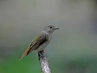キビタキ幼鳥