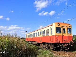 小湊キハ200、草ぼうぼうの上総三又にて