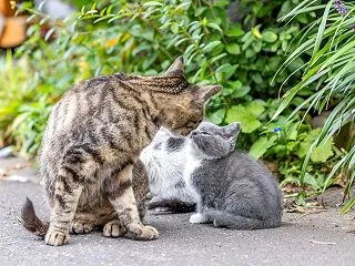 路地裏で出会った子猫・三兄妹目はグレーと…