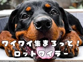 ロットワイラーとパーティーだ！｜大型犬と…