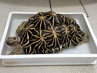 【長崎】四角豆のマヨネーズ和え・1111…