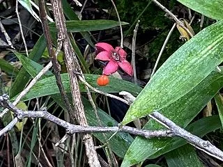 かわいい秋の実 、と、花