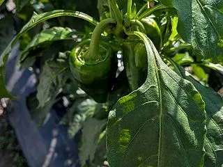 夏野菜から冬野菜へ