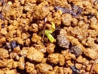 雑ガー 梅の種まき⑩芽を出した？顔出した…