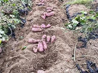 サツマイモ掘り完了！ 焼き芋プロジェクト…