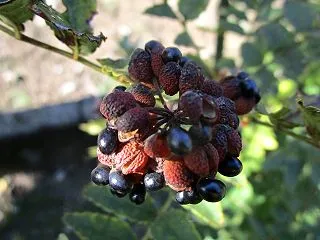 山椒の粉作りに挑戦