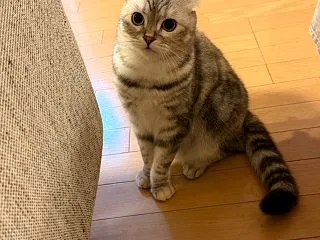 ハンタースイッチON！おもちゃを全力で追…