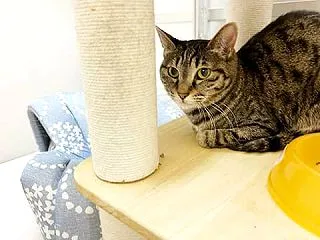 里親さんを待ってる猫たち(10/19)