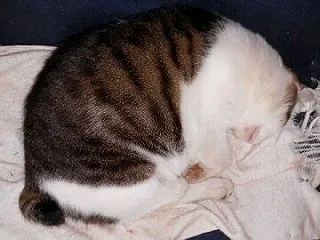 猫に小判を与えたら。 埋蔵金：弐千拾伍両…