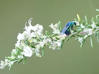 オオセイボウとヒメクロホウジャクなど（複…