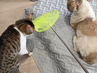 かぼちゃん、いっしょに遊ぶにゃあ