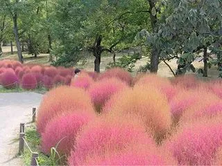 ママ友ちゃんとコキアを愛でに。（暑くて暑…