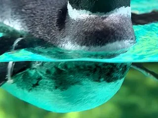 シーパラ