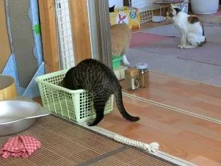 無限ピン遊び