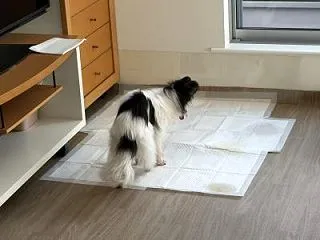 五感をフル動員