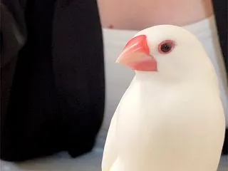 文鳥さんが6歳の誕生日を迎えました。