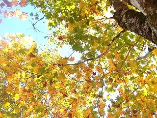 一点豪華主義