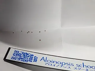 アロイノプシス・スクーネーシー（唐扇）A…