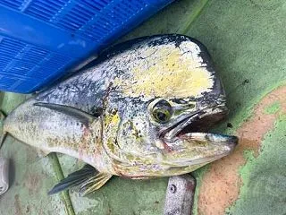 【北海道】サケが不漁、代わってハワイの魚…