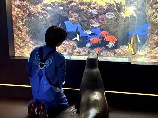 下田海中水族館,カリフォルニアアシカ