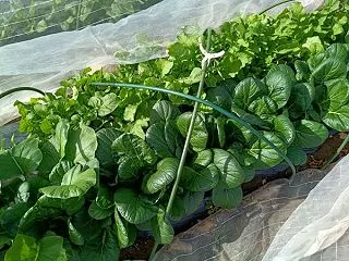 実家に日帰りで、野菜収穫してただいま＝３
