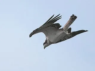 今日のミサゴ、後ろ向きダーウィンですが …