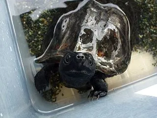 本日のクサガメ