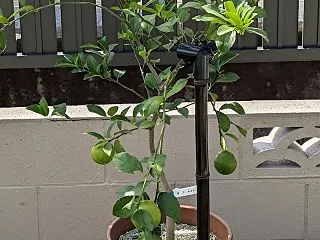 観葉植物の記録ノート🌿｜マイヤーレモン