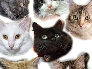 第１２３０号「７匹の『猫パパ』は面白くな…