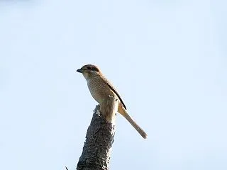 残念でした