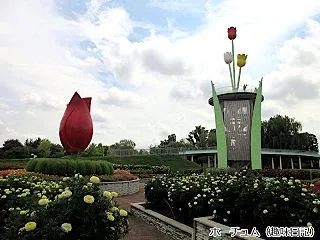 2026年夏のチューリップ公園4