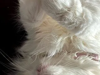 【にゃんこ】朝からむーすちゃんが甘えてる