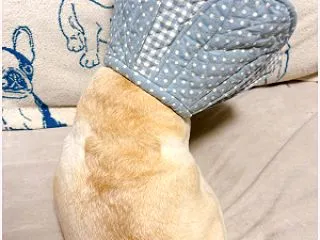 フレブルのポテちゃん♪