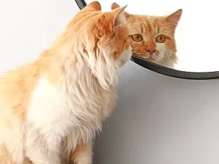 何かやらかしてしまったとき、最後の締めの…