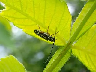 ヨツキボシカミキリ