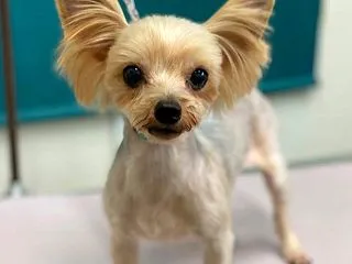 犬舎檸檬さん出産準備⓵