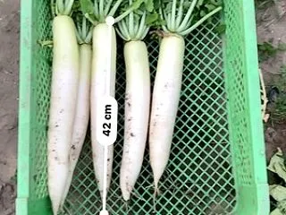 立派な大根が収穫出来ました
