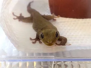 本日のヤモリです。2301日目