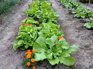 EM活性水・光合成細菌・納豆水を全ての野…