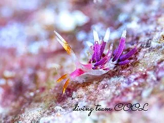ホホベニミノウミウシ｜沖縄本島ビーチダイ…