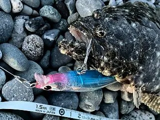 秋のヒラメをストライクエヴォルーツ120…