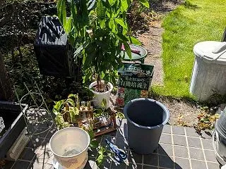 観葉植物の植え替え