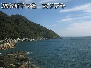 大ツブキ（茂木村千々名 大ツブキ）千々の…