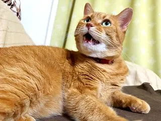 【猫】大人猫は鳴かないと言うけれど